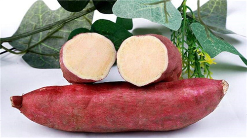 關(guān)于鮮紅薯淀粉加工的現(xiàn)狀分析與產(chǎn)業(yè)趨勢