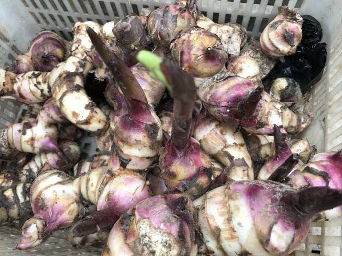 芭蕉芋淀粉加工原料 芭蕉芋淀粉加工原料