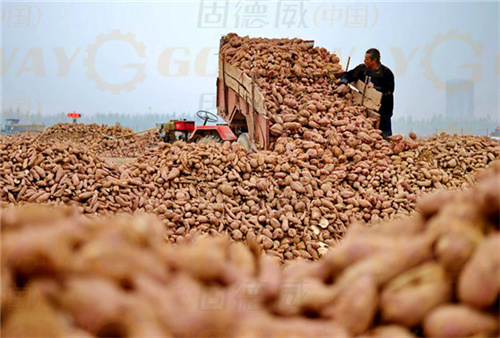 想要紅薯淀粉加工廠帶來長(zhǎng)期利潤(rùn)回報(bào)，不應(yīng)只看重設(shè)備的價(jià)格，這幾點(diǎn)也很重要